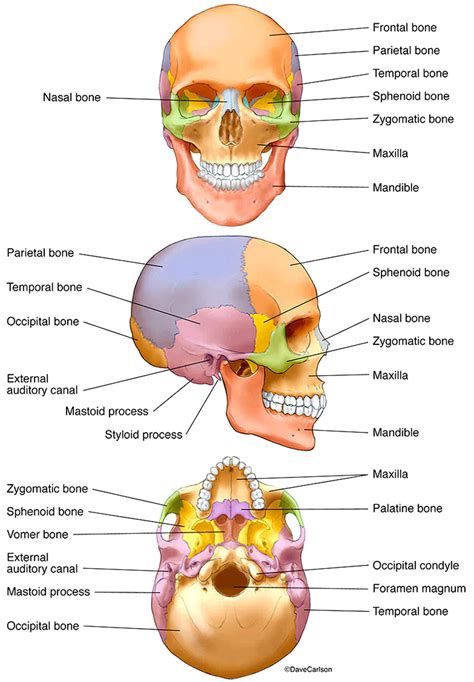 Bones of the Human Skull | Carlson Stock Art