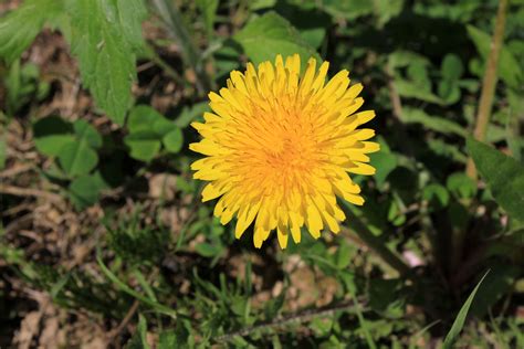 Dandelion image - Free stock photo - Public Domain photo - CC0 Images