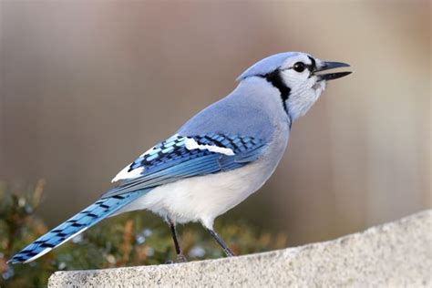 Decoding Blue Jay Sounds: Why do blue jays squawk?