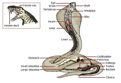 Snake Anatomy