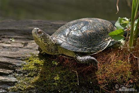 European pond Turtle Pictures, European pond Turtle Images | NaturePhoto