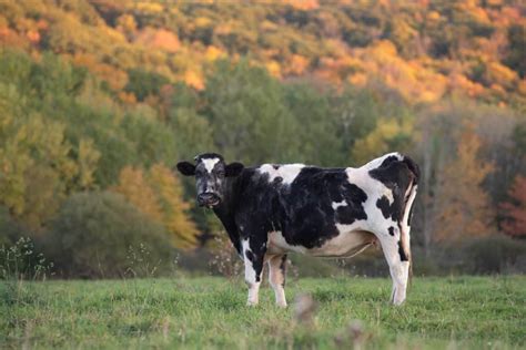 Additional Care Recommendations For Older Cows - The Open Sanctuary Project