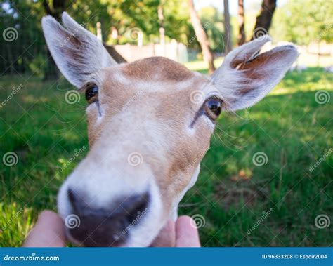 Deer. stock photo. Image of eyes, park, wild, deer, cute - 96333208