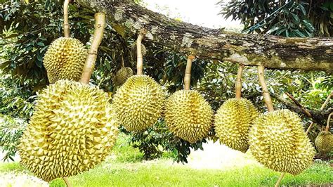 Asia Durian Farm and Harvest - Asian Durian Cultivation Technology and ...