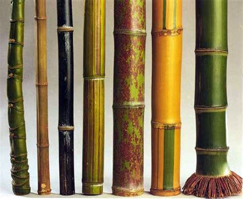 There are 1575 identified species of bamboo! Some resemble grass and ...