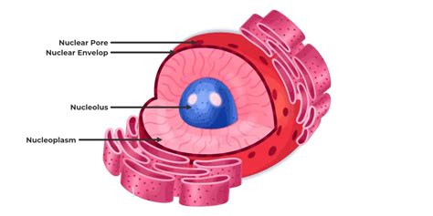 Difference Between Nucleus and Nucleolus