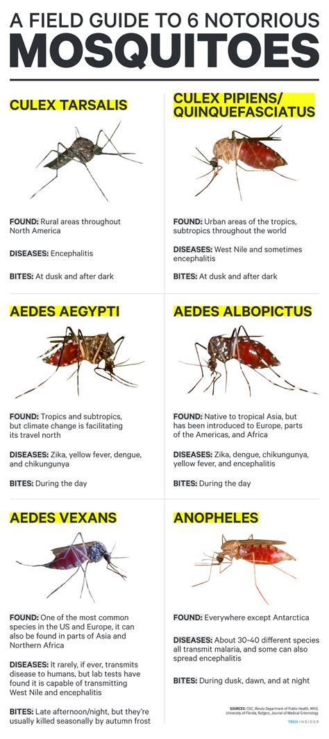 How to identify the mosquitoes that spread Zika and dengue - Business ...