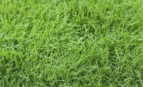 4 Grass Types For Lawns in Baltimore, MD - Lawnstarter