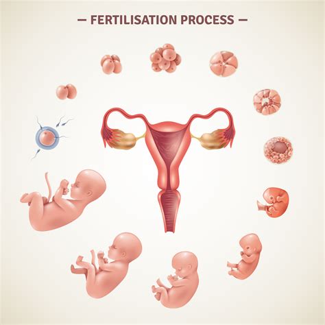 Stages Of Human Fertilization Process