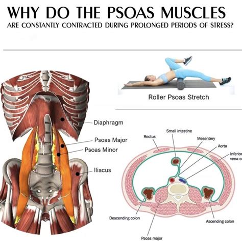 Pin by LCRC on Anatomy review | Psoas muscle, Psoas stretch, Vena cava