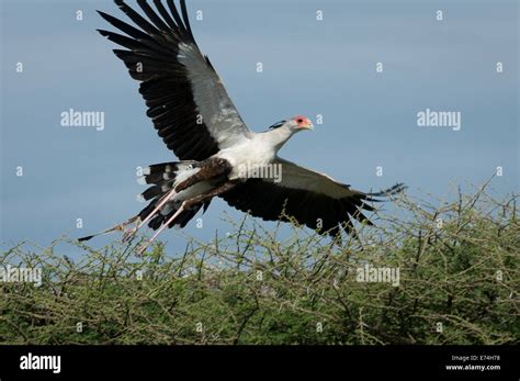 Secretary bird flying hi-res stock photography and images - Alamy