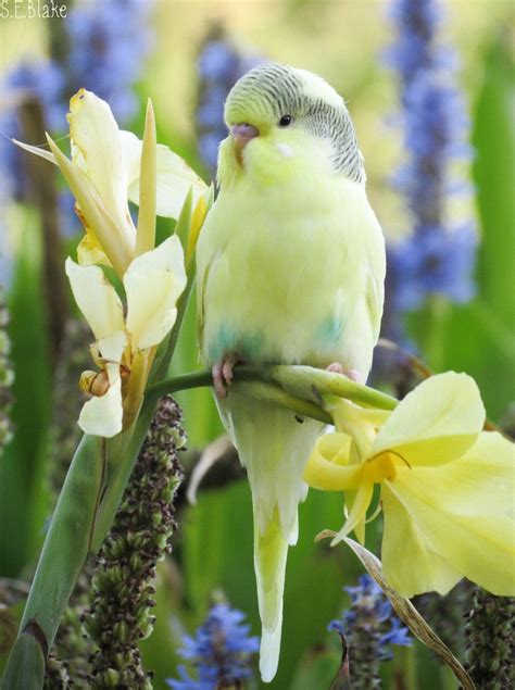 yellow budgie by kiwipics on DeviantArt | Budgies, Beautiful birds ...