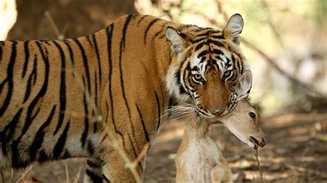 Watch Two Bengal Tigers Clash Over Hunting Grounds