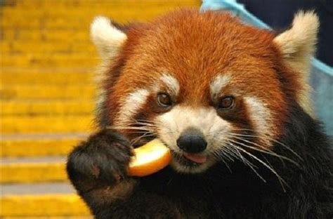 Interactions in Ecosystem - rockin' red pandas