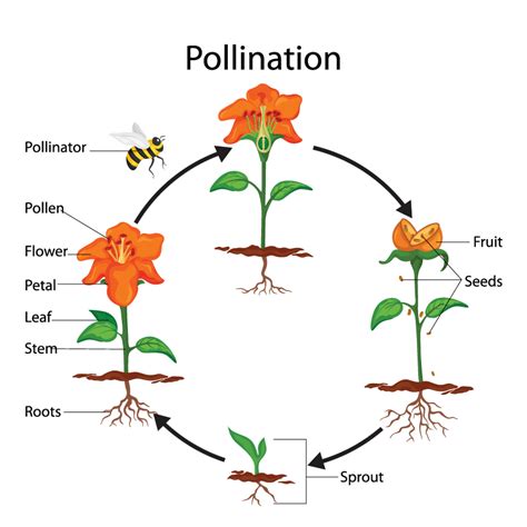 Pollination Station | NatureWorksPark