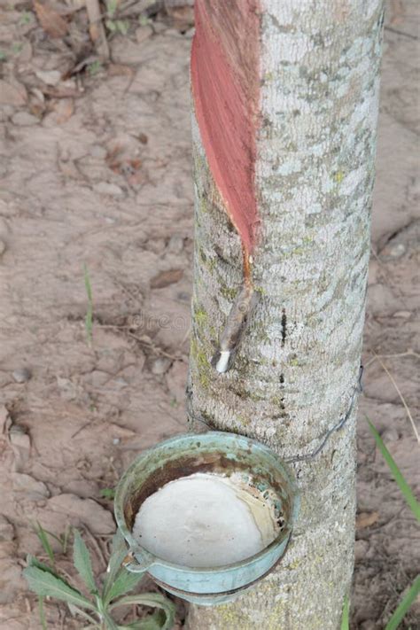 Rubber plantation stock image. Image of rubber, farming - 200932159