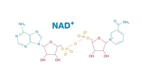 NAD+补充对生殖衰老女性的生育力影响 - 知乎