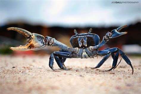 Blue Land Crab - a photo on Flickriver