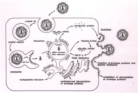 Influenza Virus Diagram For Kids