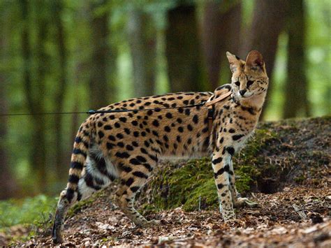 Serval | The Serval is a medium-sized African wild cat. It m… | Flickr