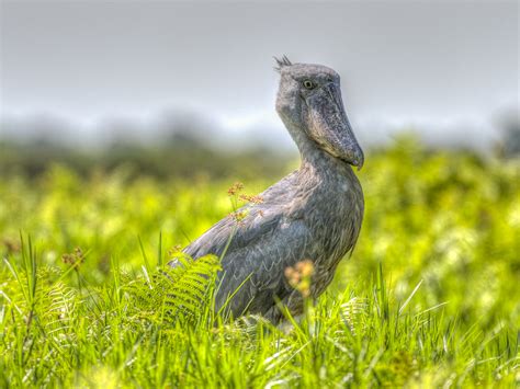 Uganda birds - over a 100 bird species have been recorded in Uganda