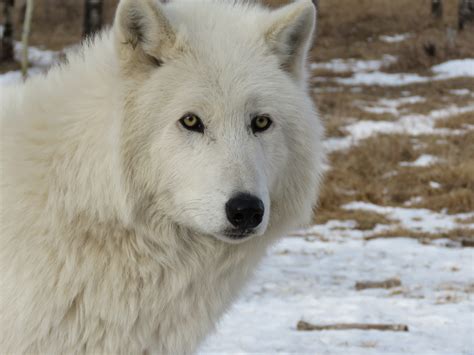 Care For Us - Arctic Wolf | Wild Welfare