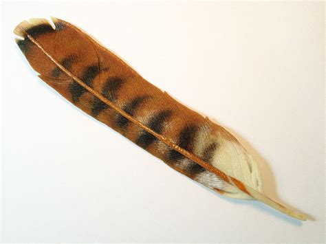 red tail hawk feather | Red tail hawk feathers, Feather, Hawk feathers