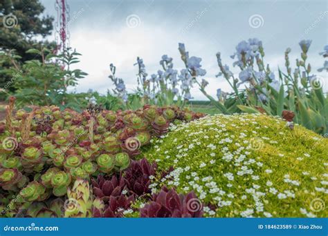 Group of succulent plants stock image. Image of america - 184623589