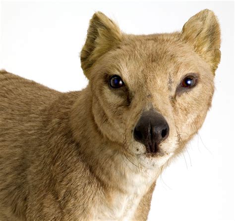 Berlin thylacine close-up. Specimen is from Museum für Naturkunde in ...