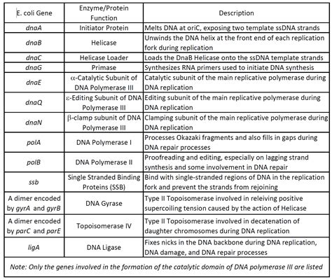 Chapter 8 From Dna To Protins : Each amino acid is delivered to the ...