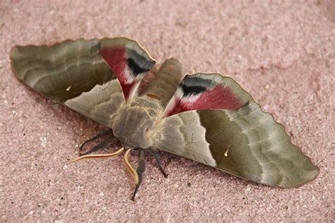 Big Poplar Sphinx Moth– Identification, Life Cycle, Facts & Pictures