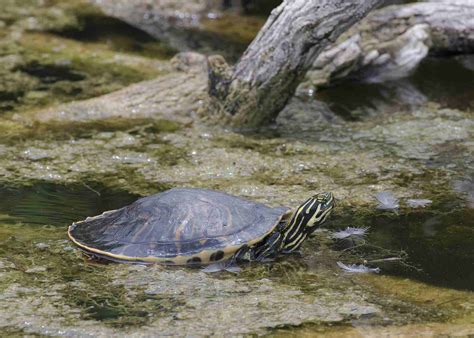 How to Take Care of Turtles and Tortoises