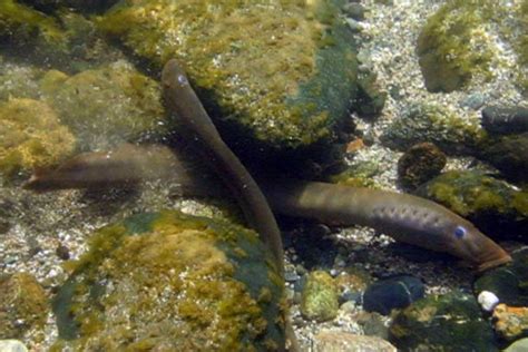 Pacific Lamprey | Native Fish Society