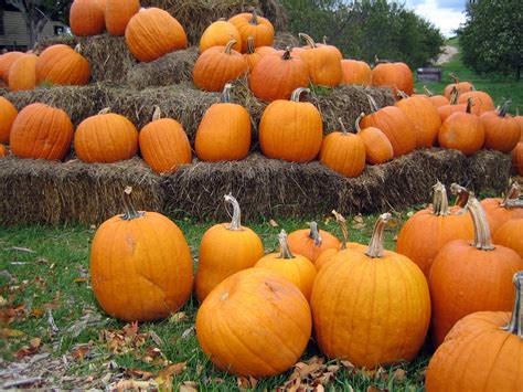 Free pumpkin patch Stock Photo - FreeImages.com