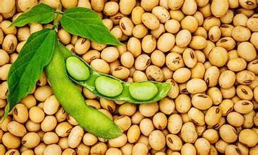 BEANS SOY SOYA BEAN GLYCINE MAX BEST SOURCE PLANT BASED PROTEIN EASY ...