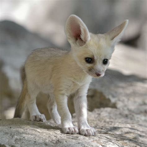 Safari welcomes first Israeli-born fennec fox kits - ISRAEL21c