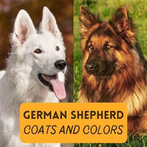 German Shepherd Coat and Color Varieties - PetHelpful