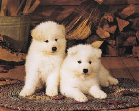 All Wallpapers: Akita Puppies hd Wallpapers 2013