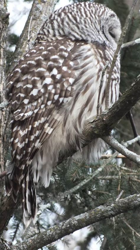 A Barred Owl we spotted in Thickson's Woods in Whitby