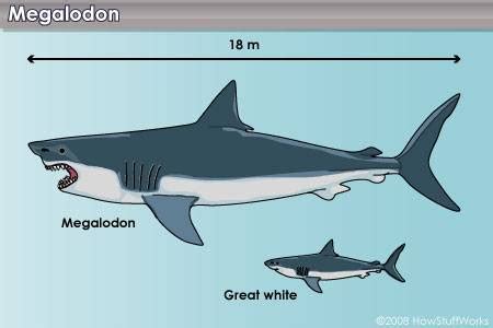 Image - Megalodon vs Great White.jpg - GTA Myths Wiki