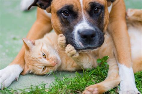 Why Do Dogs Chase Cats? | Reader's Digest