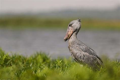 Birding in Uganda — Uganda & Rwanda — Gap Travels Uganda