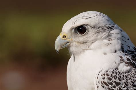 Rubino Gyrfalcon white morph falconry 20160109 Hawkwatch R… | Flickr