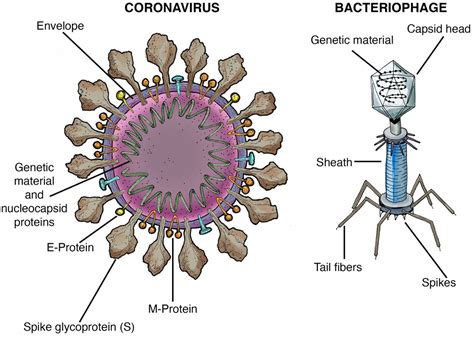 What is the coronavirus? Virus science explained | Caltech Science Exchange