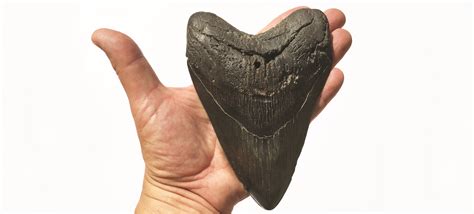 Fossil of the month: Megalodon teeth