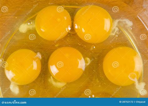 Raw Egg Yolks #2 stock photo. Image of yellow, white - 28752172