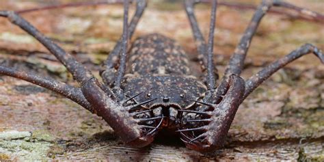 Amblypygi (foto: https://www.todoservivo.com/artropodos/quelicerados ...