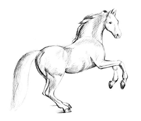 White Horse Drawing By Mila Vlasova Saatchi Art | lupon.gov.ph