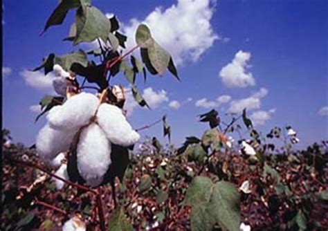 The Cotton Farmers of Ogun. - Anambra Indigenous Youth Farmers Multi ...