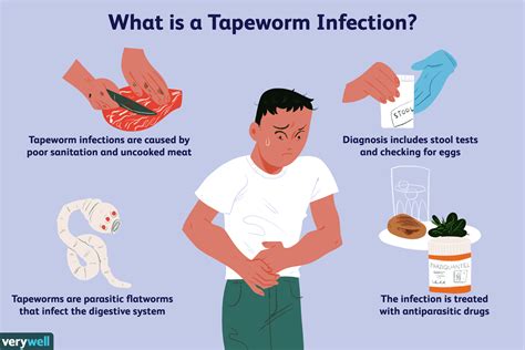 Tapeworm Eggs In Human Poop